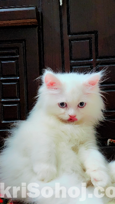 Persian Cat Blue Eyes